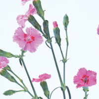 190x190 fargtackning